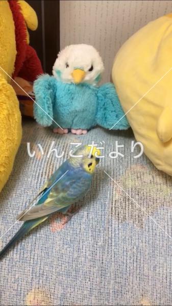 迷い鳥の写真