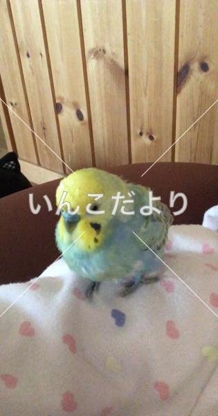 迷い鳥の写真