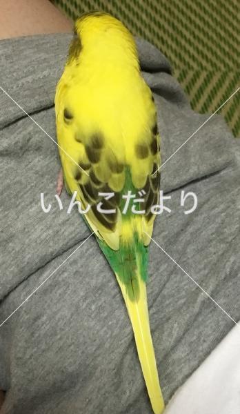 迷い鳥の写真
