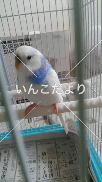 保護鳥の写真