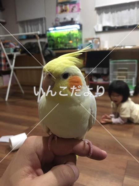 迷い鳥の写真
