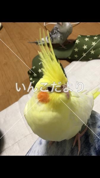迷い鳥の写真