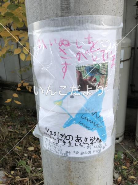 保護鳥の写真
