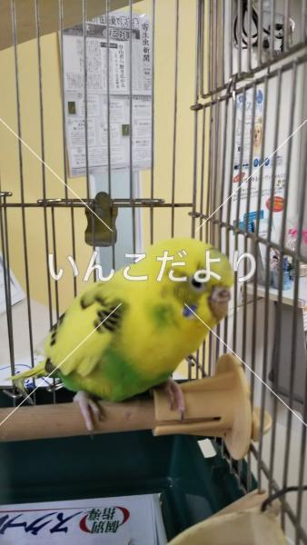 保護鳥の写真