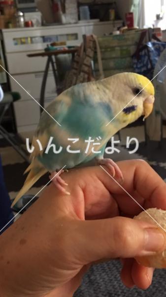 迷い鳥の写真