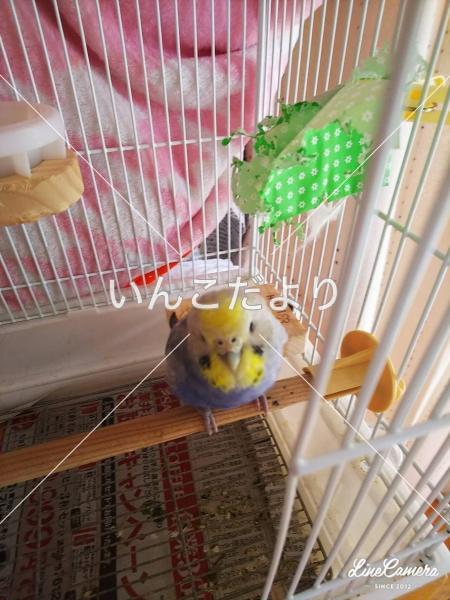 迷い鳥の写真