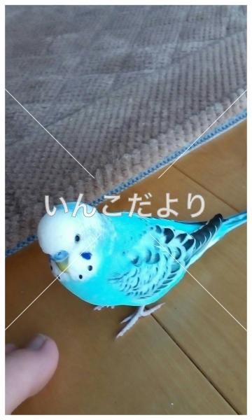 迷い鳥の写真