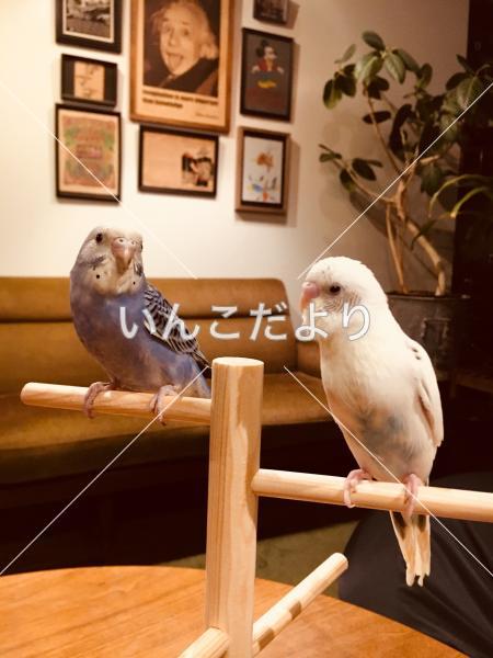 迷い鳥の写真