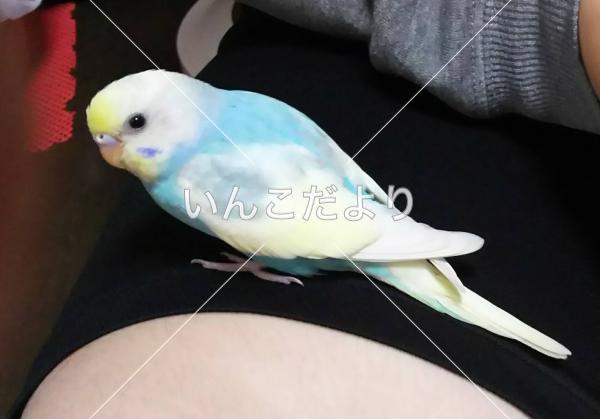 迷い鳥の写真