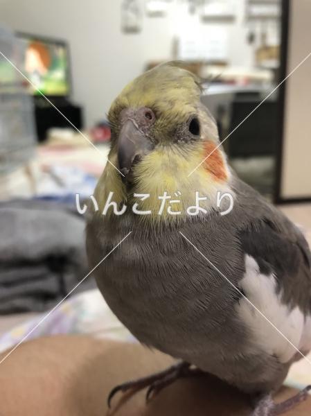 迷い鳥の写真