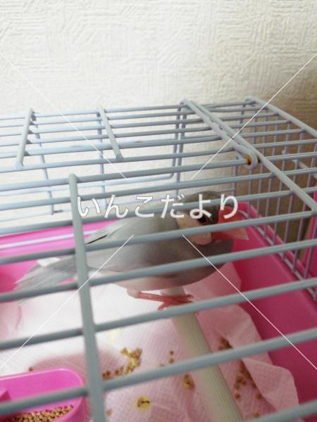 保護鳥の写真