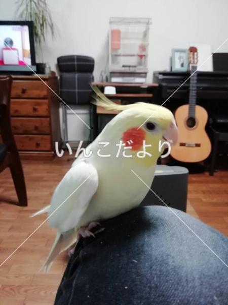 迷い鳥の写真