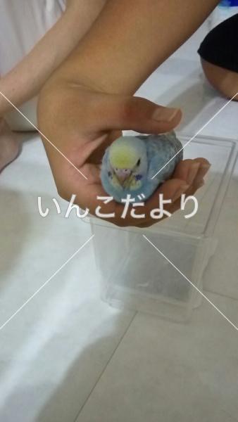 迷い鳥の写真