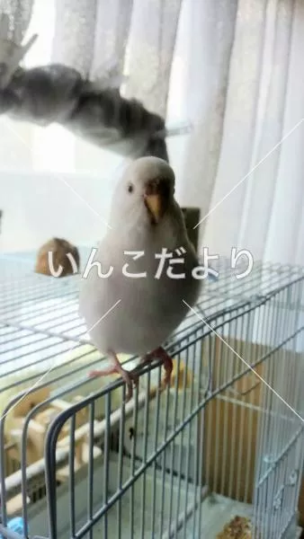 迷い鳥の写真