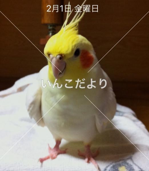 迷い鳥の写真