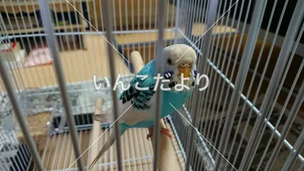 保護鳥の写真