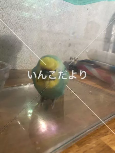 保護鳥の写真
