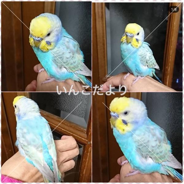 保護鳥の写真