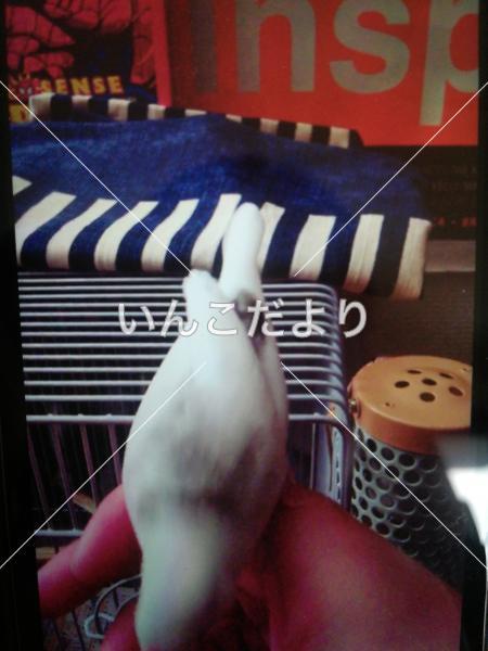 迷い鳥の写真