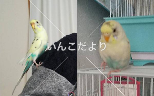 迷い鳥の写真