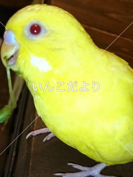迷い鳥の写真