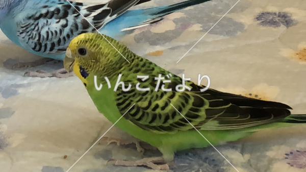 迷い鳥の写真