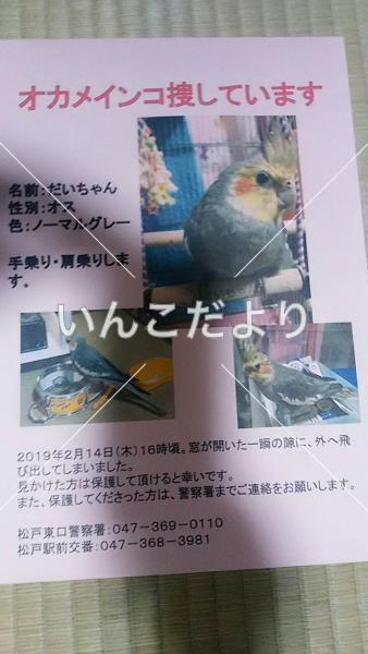 迷い鳥の写真