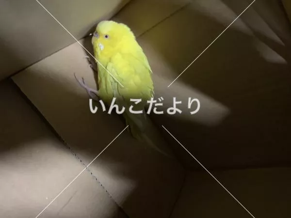 保護鳥の写真