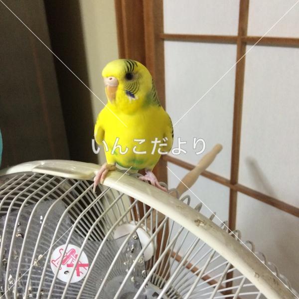 迷い鳥の写真