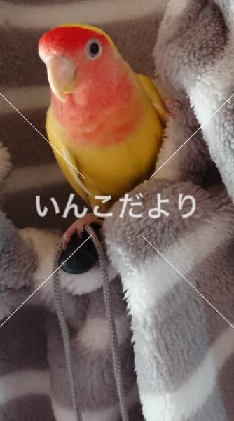 迷い鳥の写真