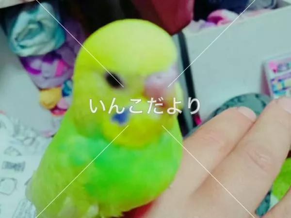 迷い鳥の写真