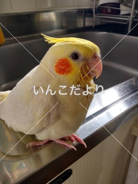 迷い鳥の写真