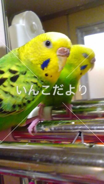 迷い鳥の写真