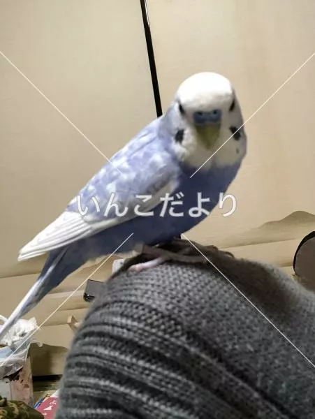 迷い鳥の写真