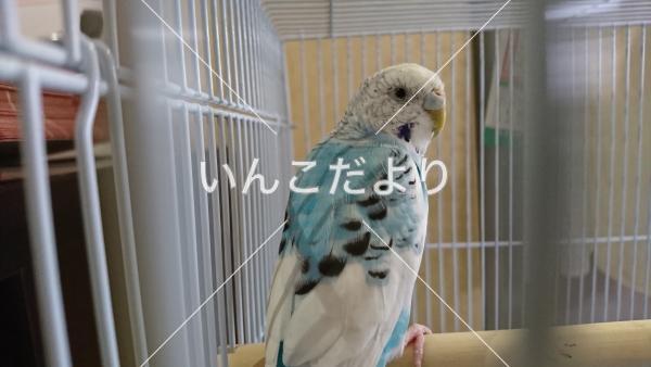 保護鳥の写真