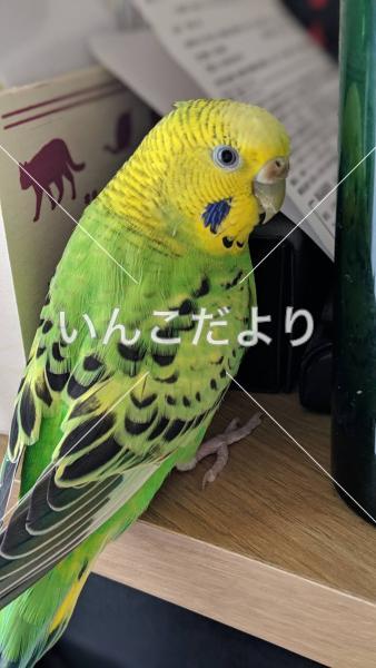 迷い鳥の写真