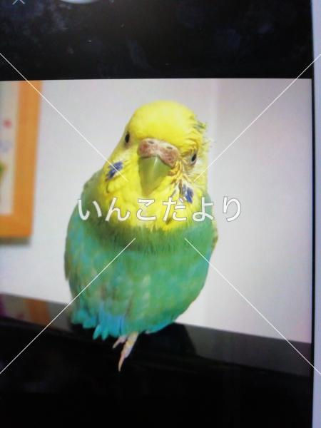 迷い鳥の写真