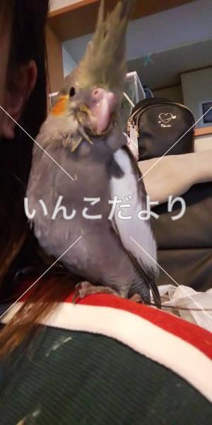 迷い鳥の写真