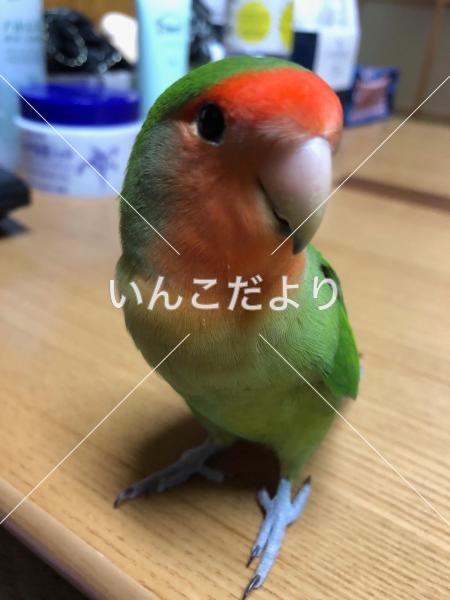迷い鳥の写真