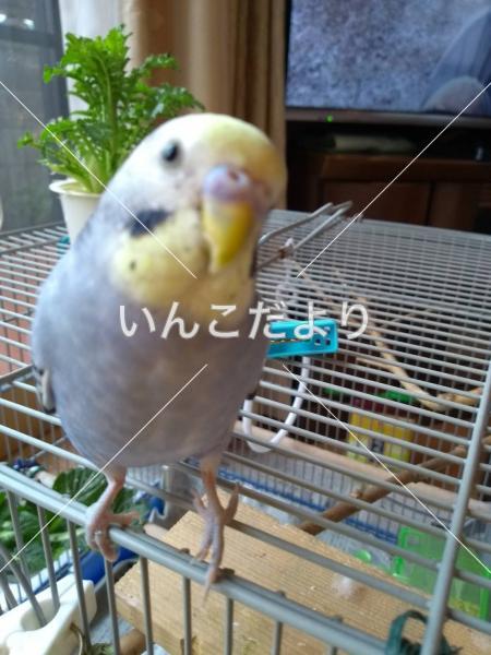 迷い鳥の写真