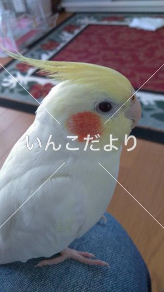 迷い鳥の写真