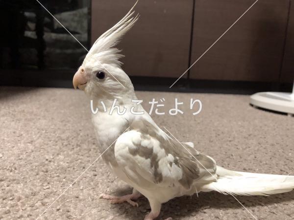 迷い鳥の写真