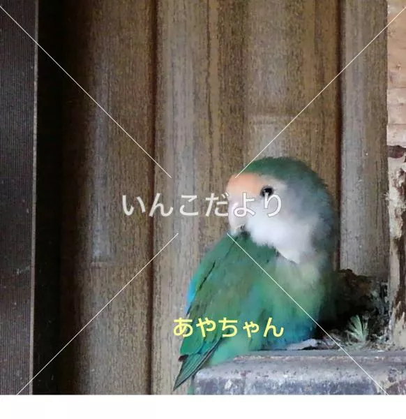 迷い鳥の写真