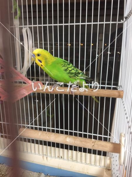 保護鳥の写真