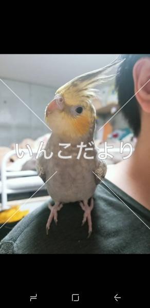 迷い鳥の写真