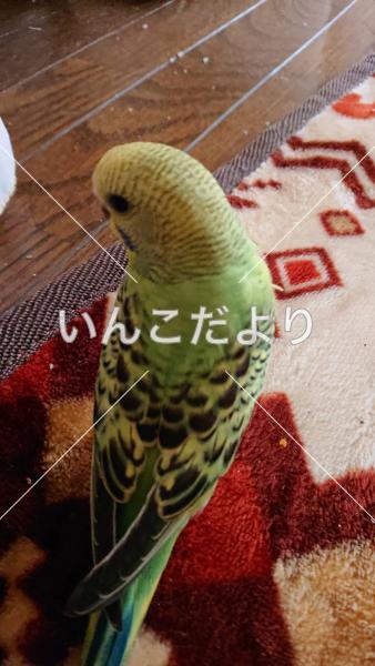 迷い鳥の写真