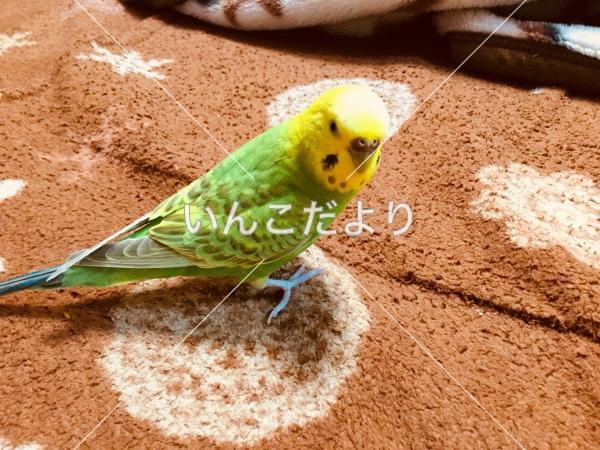 迷い鳥の写真