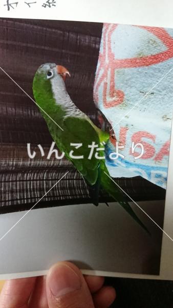 迷い鳥の写真