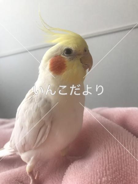 迷い鳥の写真