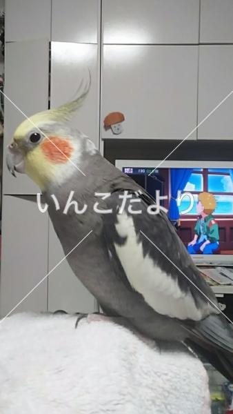 迷い鳥の写真